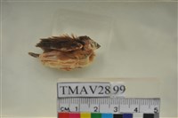 藏品(斑文鳥)的圖片